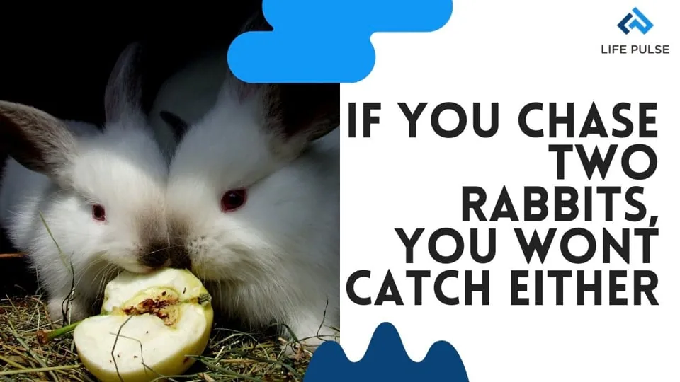 WW #417 – Which rabbit are you chasing?