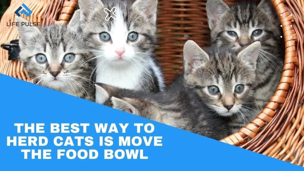 WW #586 – The Best Way to Herd Cats is to Move The Food Bowl